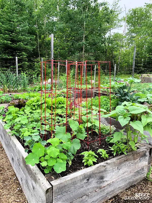 10 Essential Raised Bed Gardening Tips Introduction