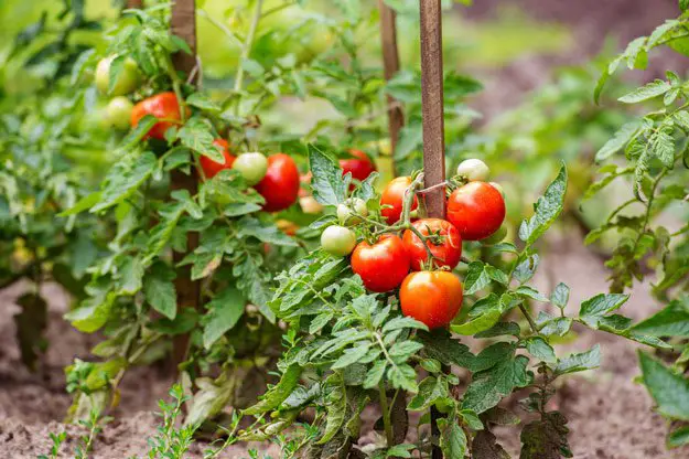 10 Essential Tomato Gardening Tips 3. Provide Adequate Sunlight