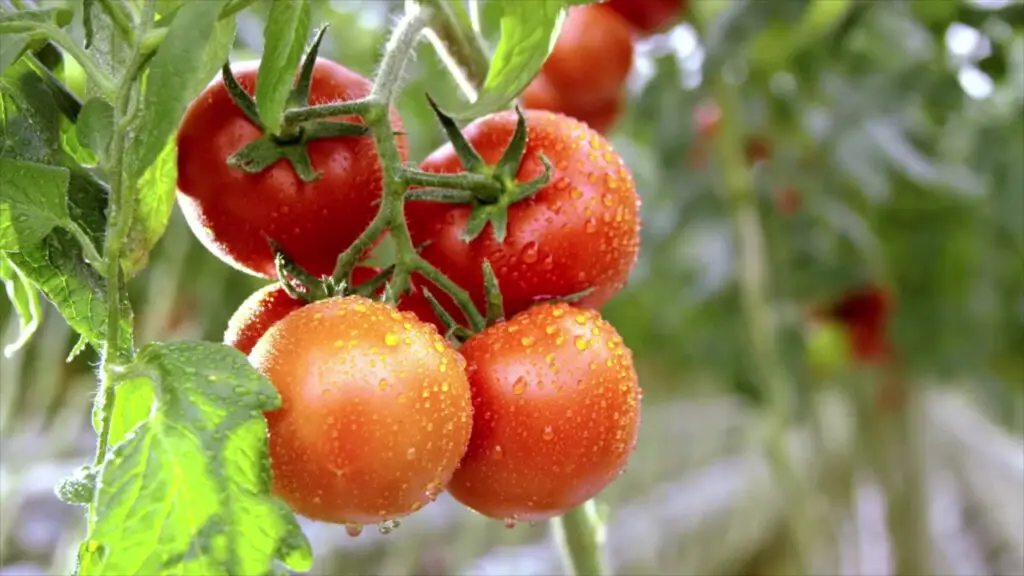 10 Essential Tomato Gardening Tips 5. Prune and Support Tomato Plants