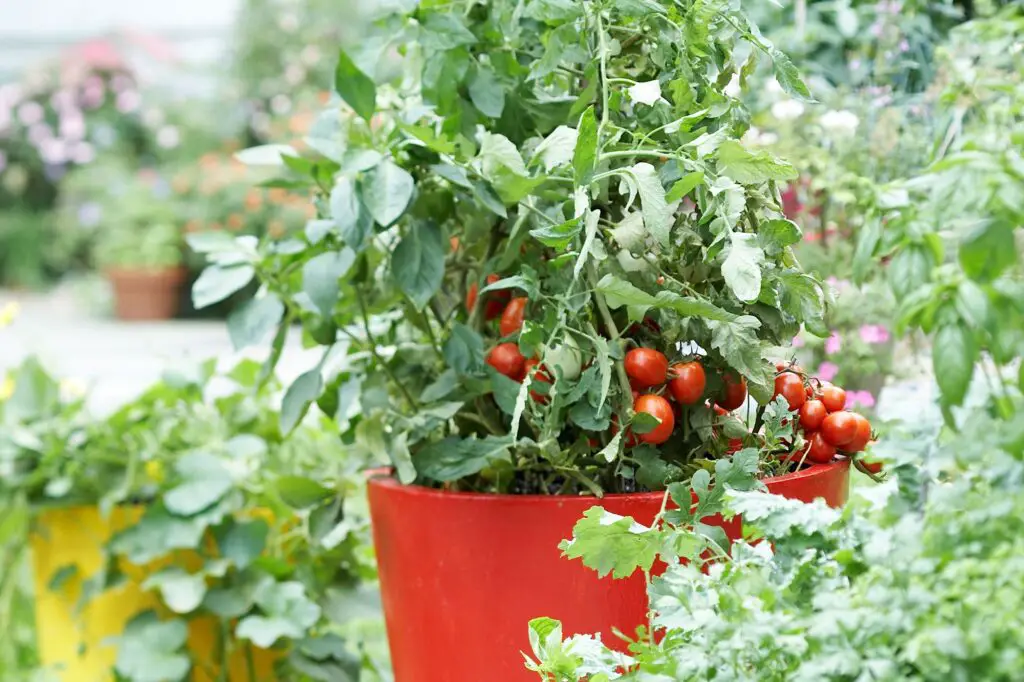 10 Essential Tomato Gardening Tips Conclusion