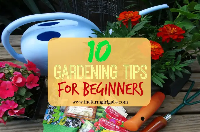 10 Flower Gardening Tips for Beginners Planting and Transplanting