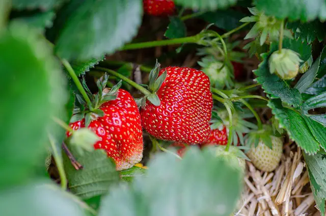 A Beginners Guide: How to Grow Strawberries from Seeds Caring for Strawberry Seedlings