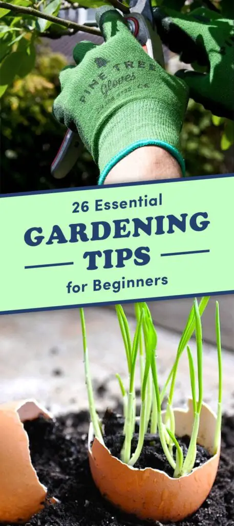 Essential Gardening Tips for Beginners Conclusion