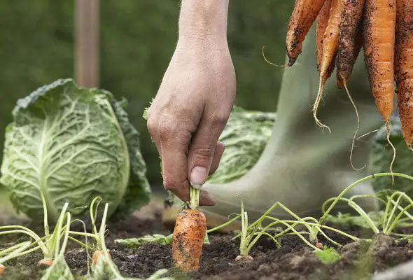 How To Grow Organic Vegetables