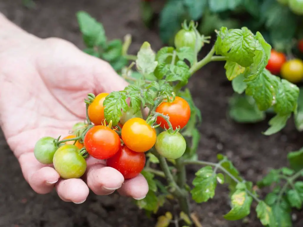 How To Grow Organic Vegetables