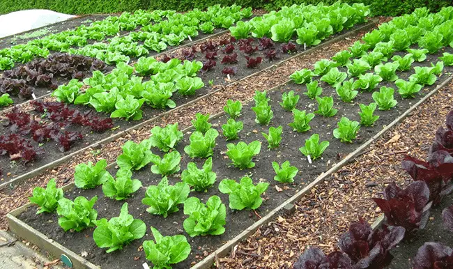 How To Grow Organic Vegetables