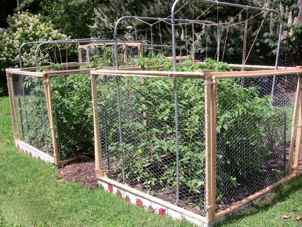 How To Protect Vegetable Garden From Squirrels