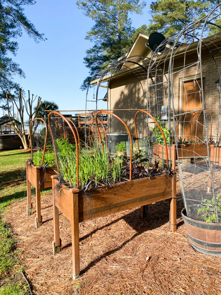 How To Protect Vegetable Garden From Squirrels