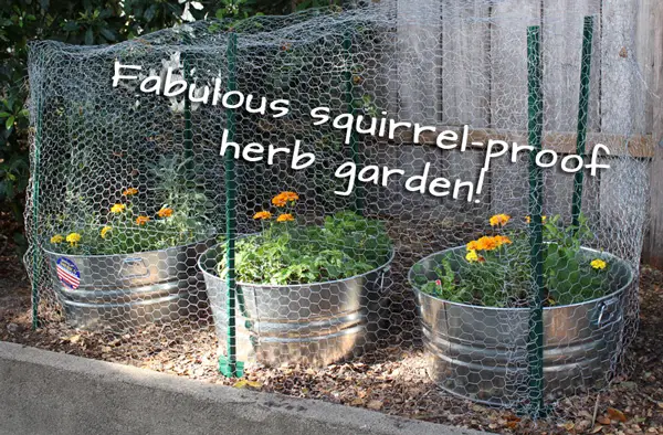 How To Protect Vegetable Garden From Squirrels