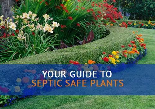 Landscaping Over Septic Tank